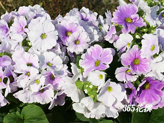 プリムラ・オブコニカの花