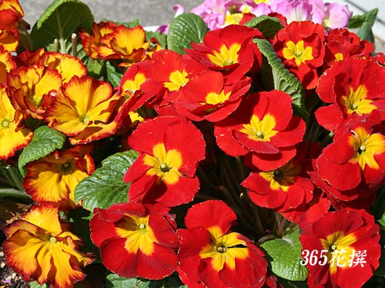 プリムラ ポリアンサ 育て方 花の写真 ３６５花撰 栽培実践集