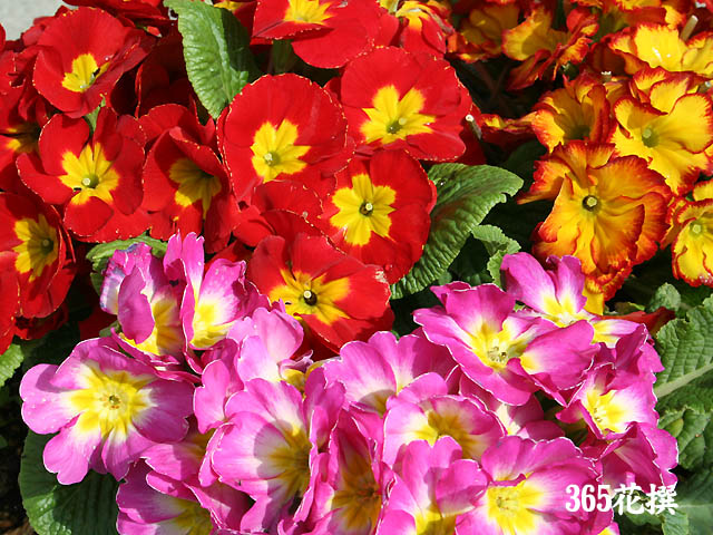 プリムラ ポリアンサ 育て方 花の写真 ３６５花撰 栽培実践集