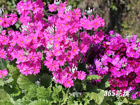 プリムラ・マラコイデスの花