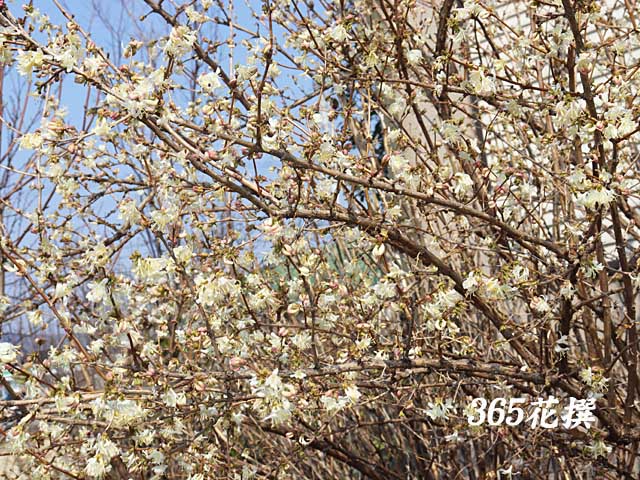 冬咲きロニセラの花