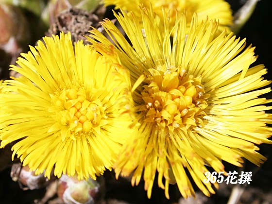 フキタンポポの花
