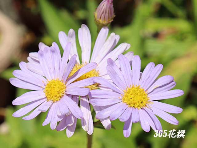 �{���h�[�M�N�̉�