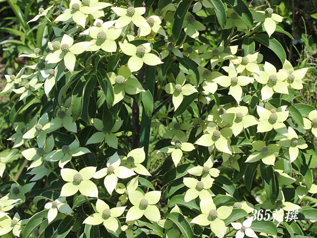 ホンコンヤマボウシの花