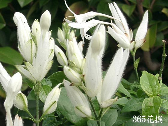 ホワイトキャンドルの花