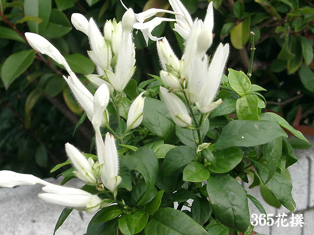 ホワイトキャンドルの花