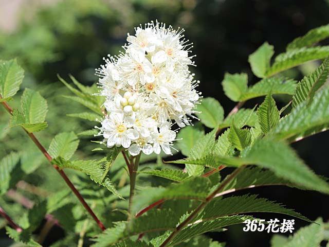 ホザキナナカマドの花