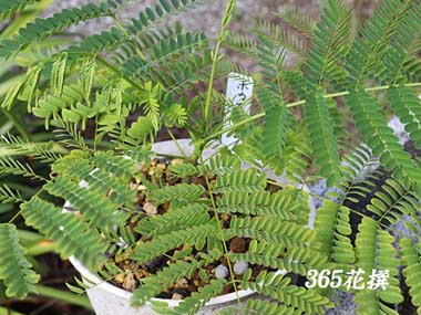 �z�E�I�E�{�N�̉�