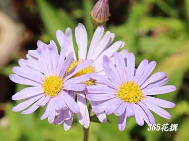 �{���h�[�M�N�̉�