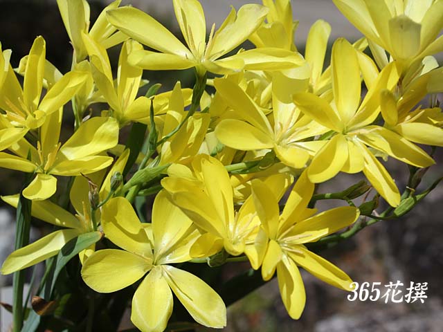 ヘスペランサ・スタンフォルディアの花