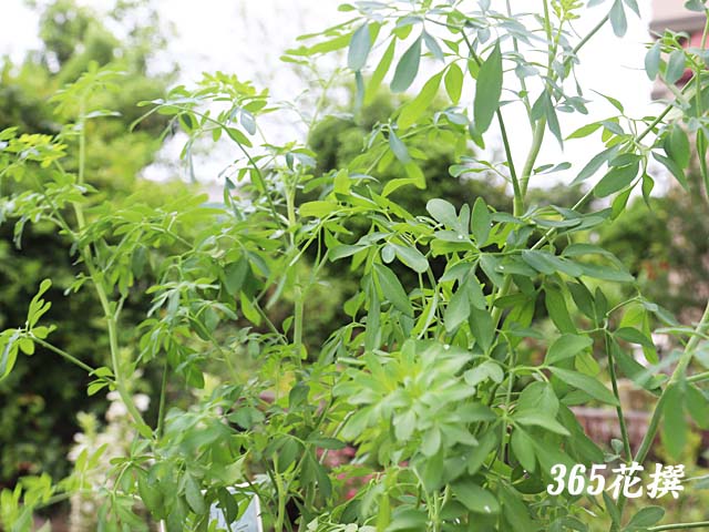 �w�����[�_�̉�