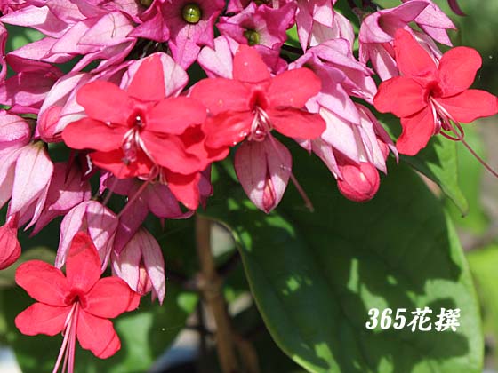 ベニゲンペイカズラの花