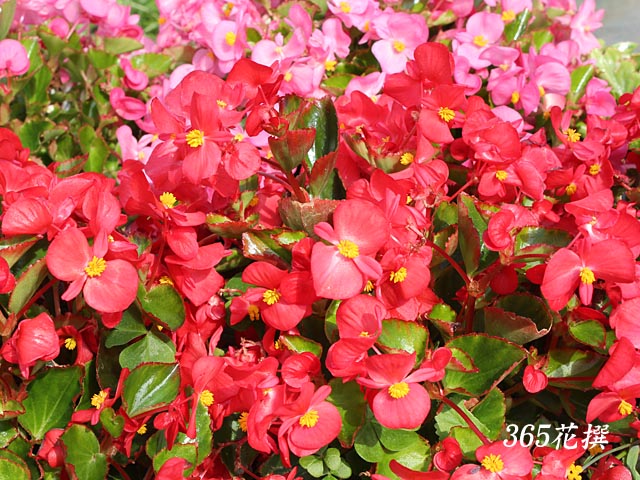 ベゴニア・センパフローレンスの花