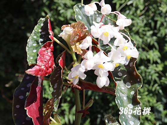 ベゴニア・マクラータの花