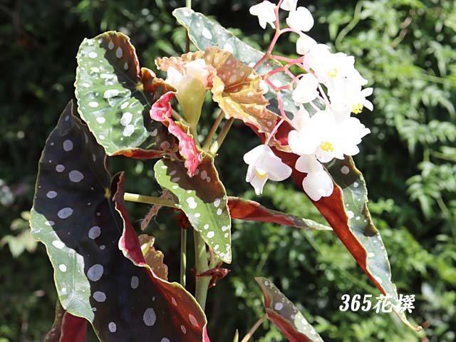 ベゴニア・マクラータの花