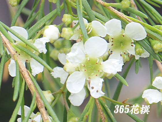 xbPẢ
