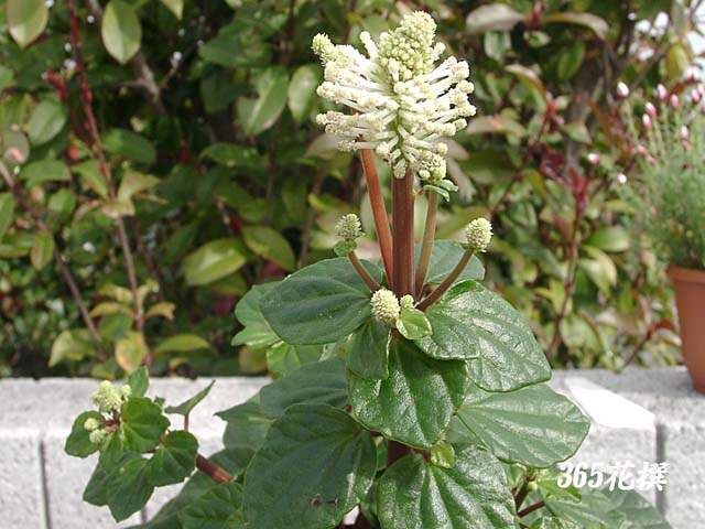 ペペロミア・グランドキャニオンの花