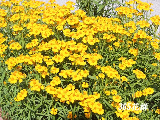 ミントマリーゴールド 育て方 花の写真 ３６５花撰 栽培実践集