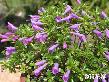 �~���e�B�A�̉�