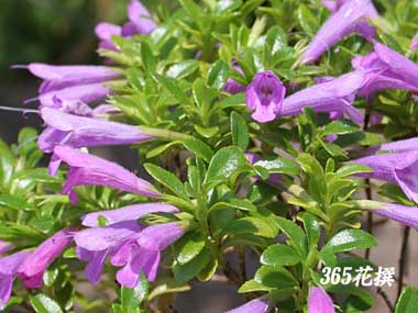 �~���e�B�A�̉�