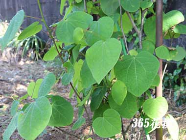 �}���o�m�L