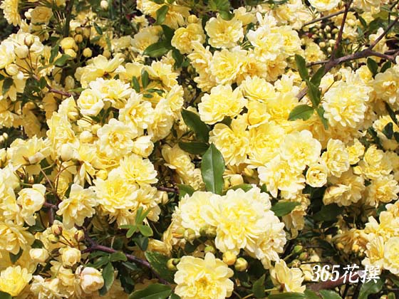 モッコウバラ 育て方 花の写真 ３６５花撰 栽培実践集