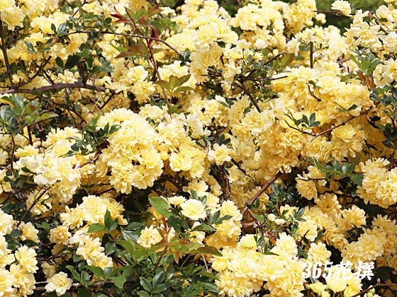 モッコウバラ 育て方 花の写真 ３６５花撰 栽培実践集