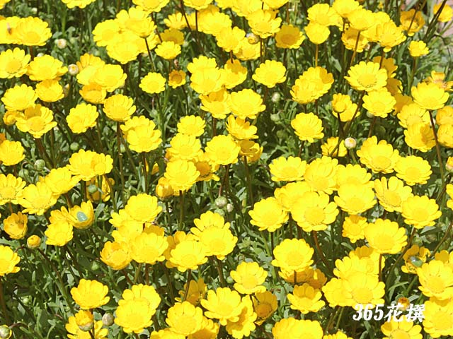 ムルチコーレの花