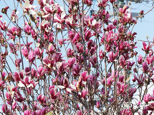 モクレン 育て方 花の写真 ３６５花撰 栽培実践集