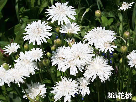 モモイロタンポポの花