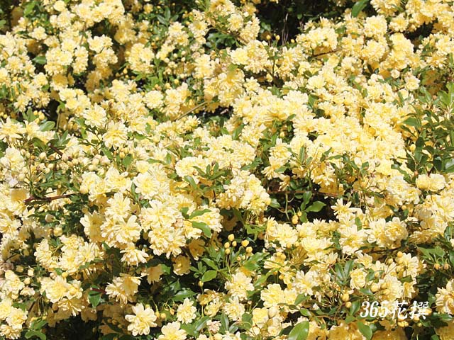 ���b�R�E�o���̉�