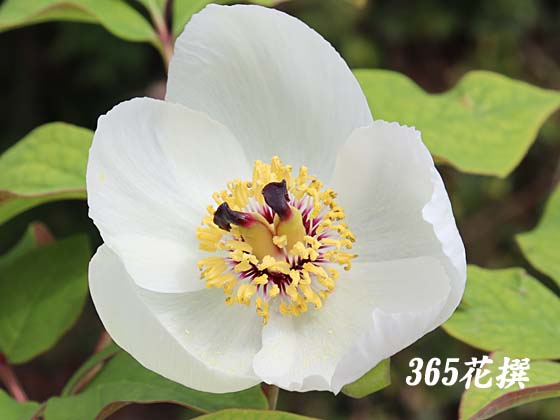 ���}�V���N���N�̉�