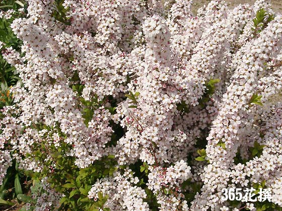 ユキヤナギ 育て方 花の写真 ３６５花撰 栽培実践集