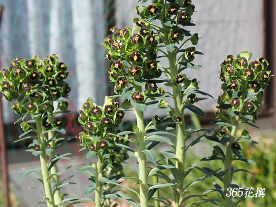 ユーフォルビア　ブラックパールの花