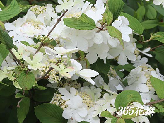 ���u�f�}���̉�