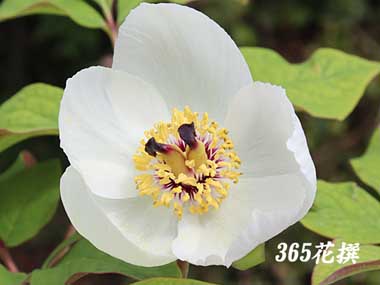 ���}�V���N���N�̉�