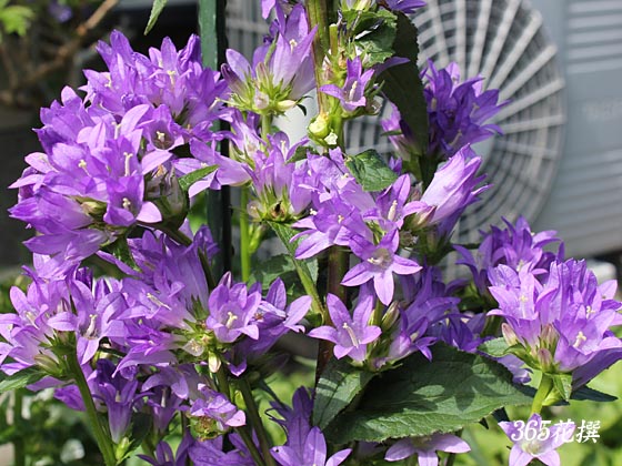 リンドウ咲きカンパニュラの花