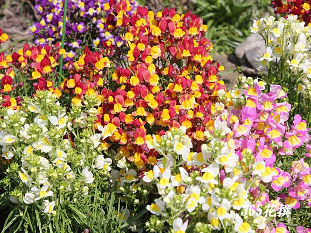 リナリア 育て方 花の写真 ３６５花撰 栽培実践集