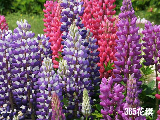 ���b�Z�����s�i�X�̉�