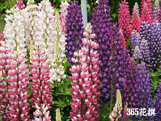 ���b�Z�����s�i�X�̉�