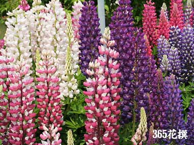 ���b�Z�����s�i�X�̉�