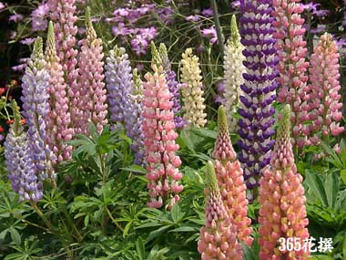 ���b�Z�����s�i�X�̉�