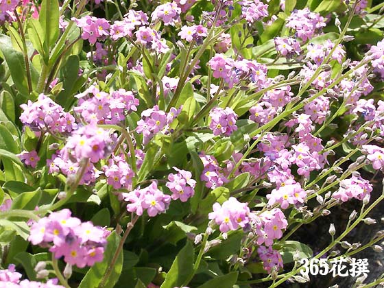 ワスレナグサ 育て方 花の写真 ３６５花撰 栽培実践集