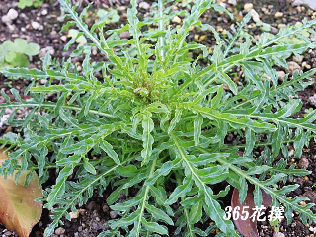 ���Z�_�̉�