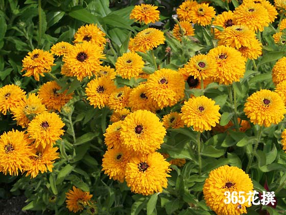ルドベキア 育て方 花の写真 ３６５花撰 栽培実践集