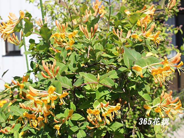 ロニセラ 育て方 花の写真 ３６５花撰 栽培実践集