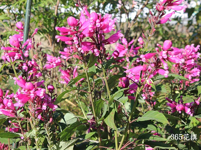 ローズリーフセージの花