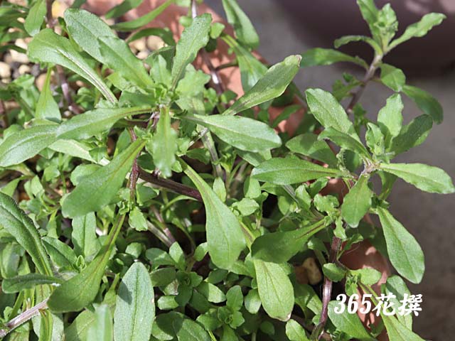 ���S�E�V�A�̉�