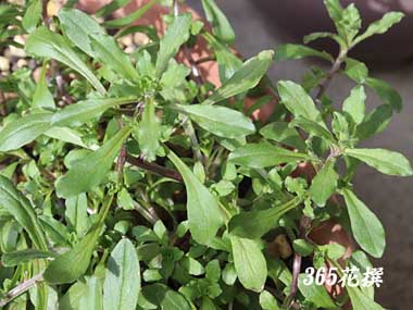 ���S�E�V�A�̉�