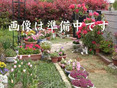 pCvJỶ